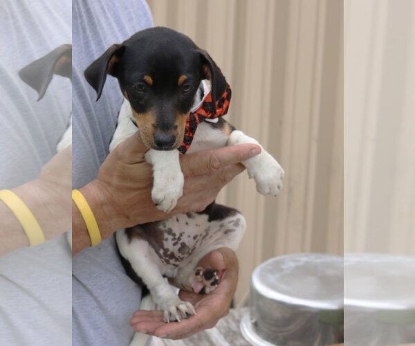 Medium Photo #3 Rat Terrier Puppy For Sale in Bandera, TX, USA