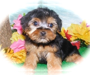 Medium Yorkshire Terrier