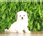 Small Photo #4 Zuchon Puppy For Sale in MOUNT VERNON, OH, USA