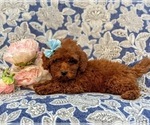 Small Photo #5 Poodle (Miniature) Puppy For Sale in OXFORD, PA, USA