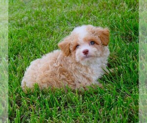 Poodle (Toy) Puppy for sale in BARNESVILLE, KS, USA