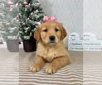 Small #1 Golden Retriever