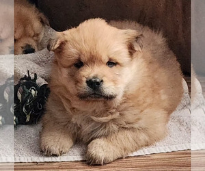 Medium Chow Chow
