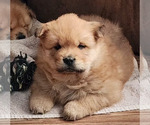 Puppy 1 Chow Chow