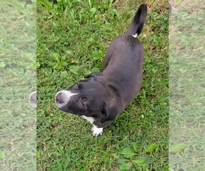 Dallas - Male Labrador Retriever-Unknown Mix Dog for Adoption - Photo #4