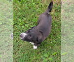 Small Photo #4 Labrador Retriever-Unknown Mix Puppy For Sale in Southbury, CT, USA