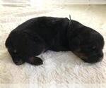 Small Photo #13 Rottweiler Puppy For Sale in RACINE, WI, USA
