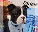Image preview for Ad Listing. Nickname: Duke