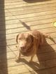 Small Photo #1 Chesapeake Bay Retriever Puppy For Sale in VAN BUREN, AR, USA