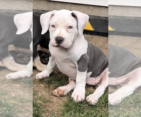 Full screen Photo #4 American Bully Puppy For Sale in CAPRON, IL, USA