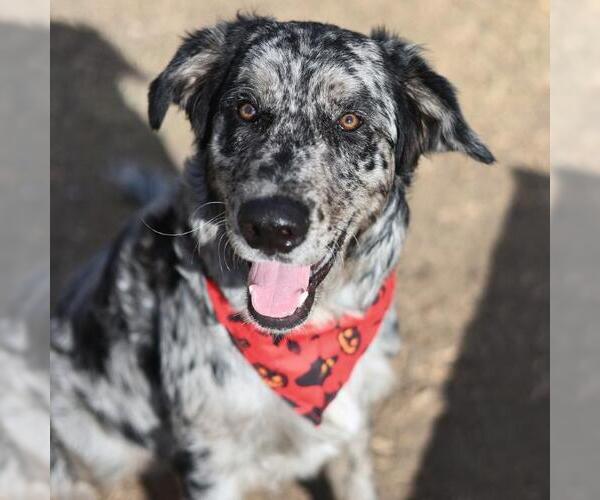 Medium Photo #2 Mutt Puppy For Sale in San Antonio, TX, USA