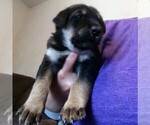 Small Photo #11 Goberian Puppy For Sale in HEBRON, NE, USA