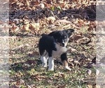 Small #3 Australian Shepherd