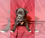 Small Photo #5 Cane Corso Puppy For Sale in LAKE EUFAULA, OK, USA