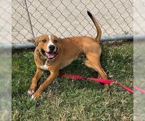 Black Mouth Cur-Unknown Mix Dogs for adoption in Beatrice, NE, USA