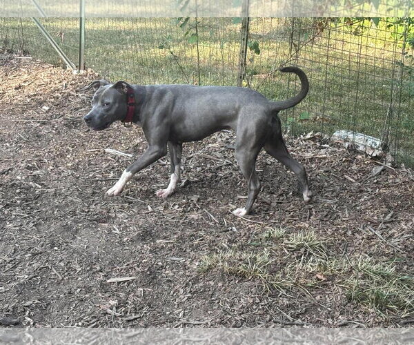 Medium Photo #10 Mutt Puppy For Sale in Rustburg, VA, USA