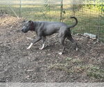 Small #9 Mutt