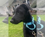 Small #2 Labrador Retriever Mix