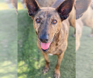 Elise - Female Holland Shepherd-Unknown Mix Dog for Adoption - Photo #2