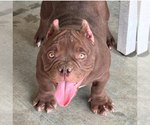 Small Photo #1 American Bully Puppy For Sale in DESERT HOT SPRINGS, CA, USA