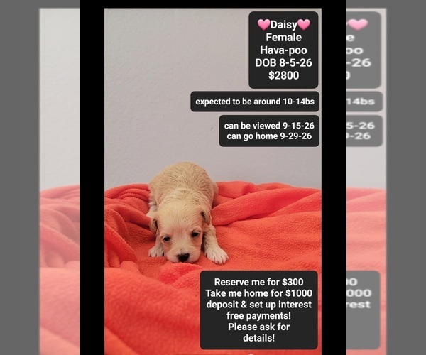Medium Photo #1 Havapoo Puppy For Sale in TUCSON, AZ, USA