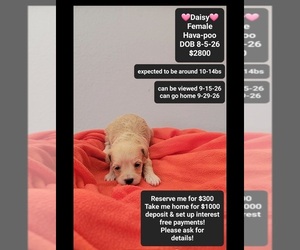 Havapoo Puppy for sale in TUCSON, AZ, USA