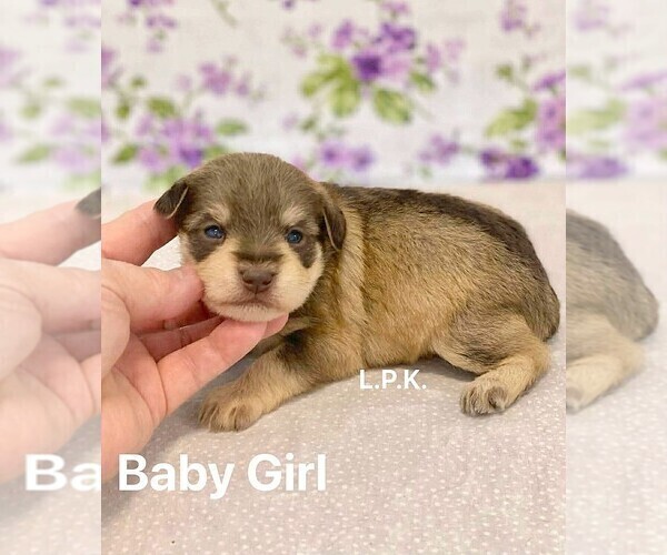 Medium Photo #2 Schnauzer (Miniature) Puppy For Sale in WINNSBORO, LA, USA
