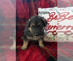 Puppy Athena German Shepherd Dog
