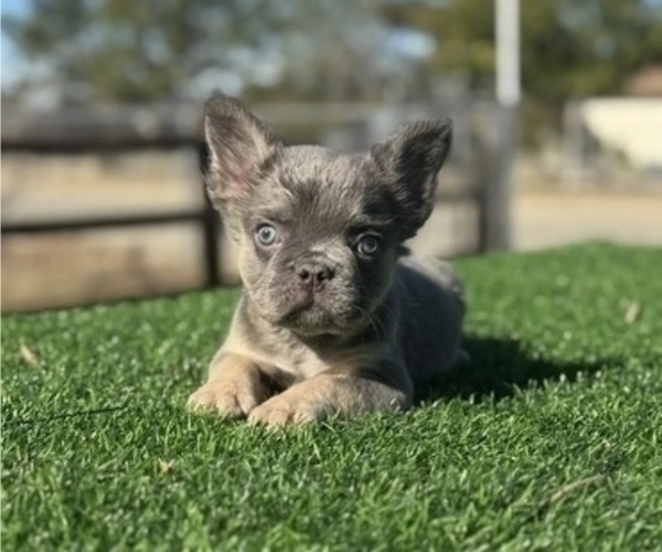 Medium Photo #8 French Bulldog Puppy For Sale in MONTE SERENO, CA, USA