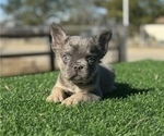 Small #7 French Bulldog