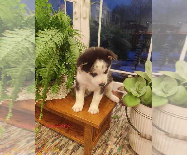 Medium Photo #2 Siberian Husky Puppy For Sale in AUBURN, NY, USA