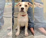 Small Photo #2 American Staffordshire Terrier-Labrador Retriever Mix Puppy For Sale in Glendale , AZ, USA