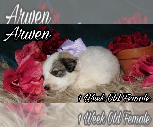 Medium Photo #4 Great Pyrenees Puppy For Sale in HILLSVILLE, VA, USA