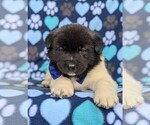 Small Photo #6 Akita Puppy For Sale in PARADISE, PA, USA