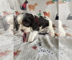 Small Photo #2 Cavalier King Charles Spaniel Puppy For Sale in LANCASTER, PA, USA