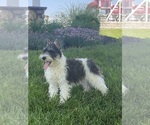 Small #3 Schnauzer (Miniature)