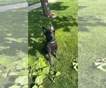 Small #5 German Shepherd Dog