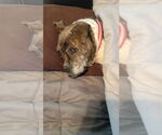 Small #13 Boxer Mix