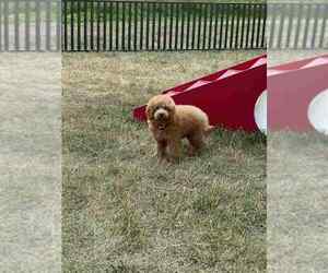 Medium Maltipoo