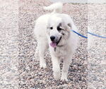 Small #7 Great Pyrenees