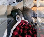 Small #3 American Pit Bull Terrier