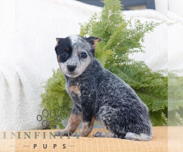 Medium Photo #1 Australian Cattle Dog Puppy For Sale in ATGLEN, PA, USA