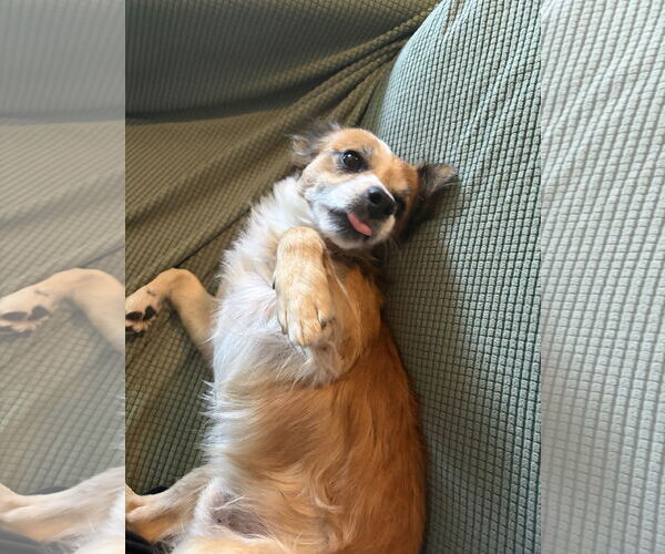 Medium Photo #3 Chihuahua-Unknown Mix Puppy For Sale in Chandler, AZ, USA