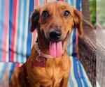 Small #2 Colonial Cocker Spaniel-Dachshund Mix