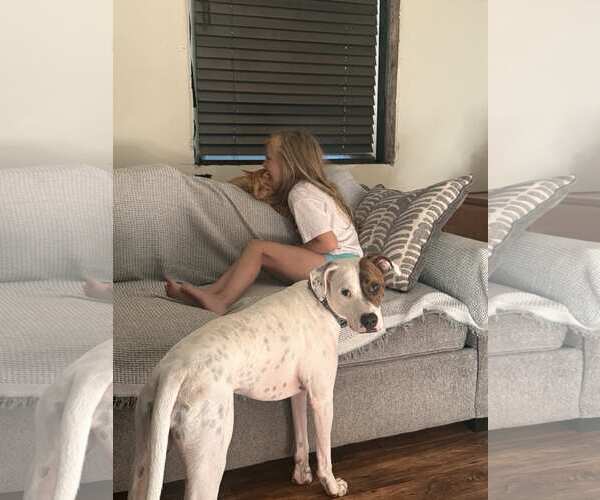 Medium Photo #6 Beagle-Unknown Mix Puppy For Sale in Hinton, WV, USA