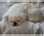 Snickers - Male Pekingese Puppy for Sale - Photo #3
