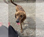 Small Plott Hound Mix