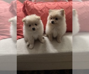 Pomeranian Puppy for sale in GOSHEN, NY, USA