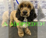 Small Photo #1 Cocker Spaniel-Unknown Mix Puppy For Sale in Westminster, MD, USA