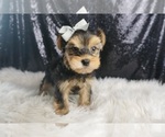 Small #5 Morkie